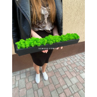 Бетонное кашпо черное со стабилизированным мхом SO Green 50 х 5см  00122