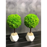 Дерево из стабилизированного мха  в деревянном горшочке SO Green 30см 00631